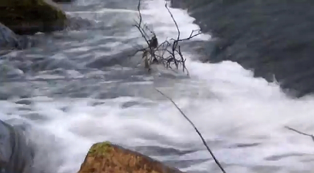 VIDEO: South Coast bass migration